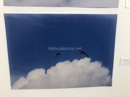 Exposición de aves de la comarca